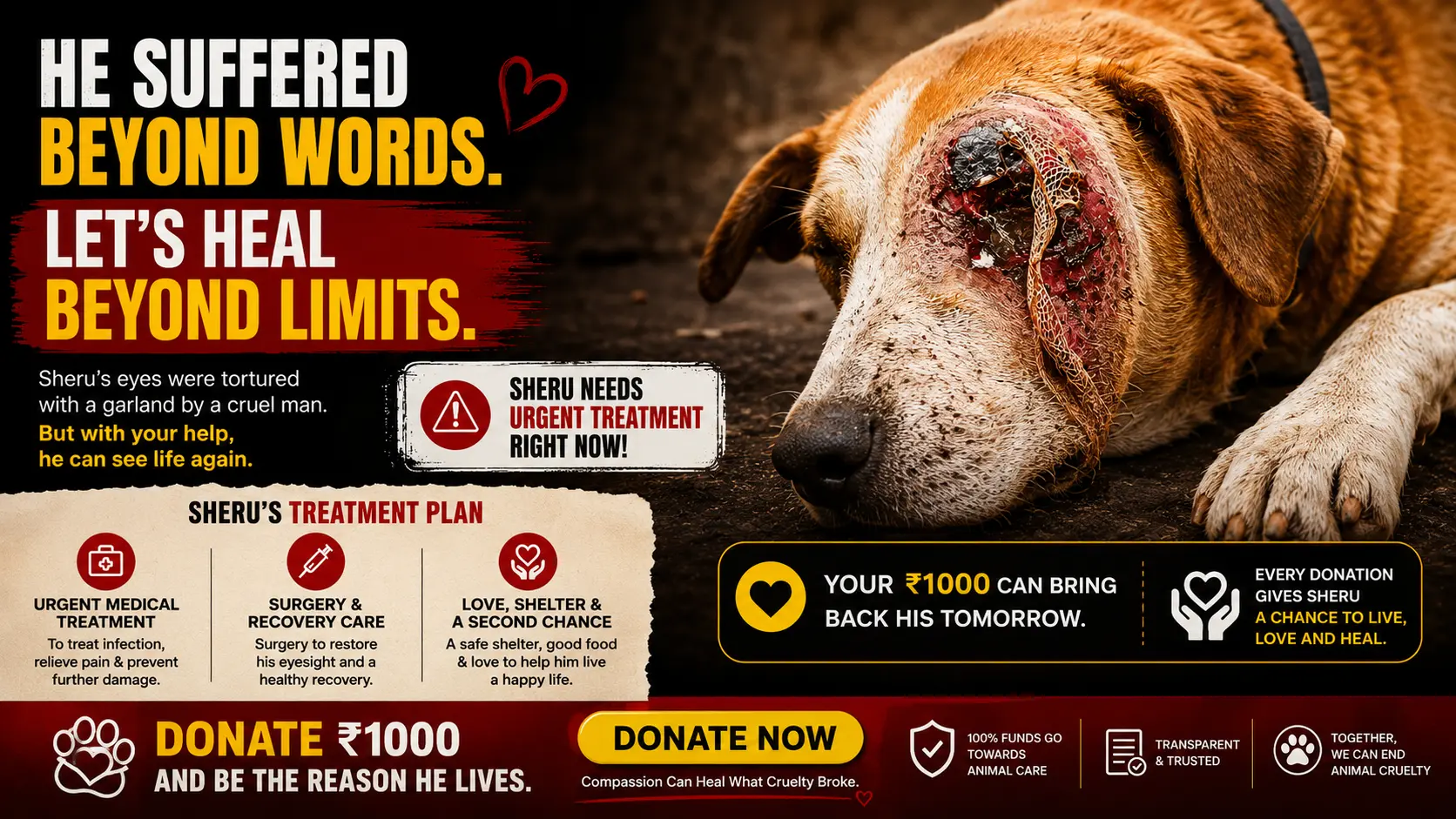 Save Sheru’s Eyesight & Give Him a Second Chance