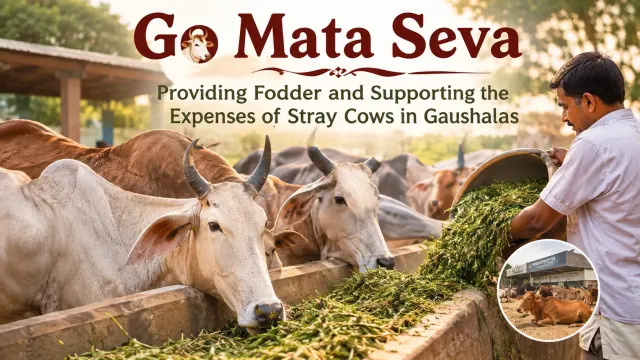 Go Mata(Cow) Seva: Providing Fodder and Supporting the Expenses of Stray Cows in Gaushalas