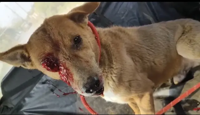 STARY DOG SURGERY